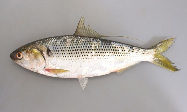 出世魚 めだか釣具店