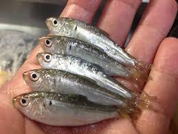 出世魚 めだか釣具店